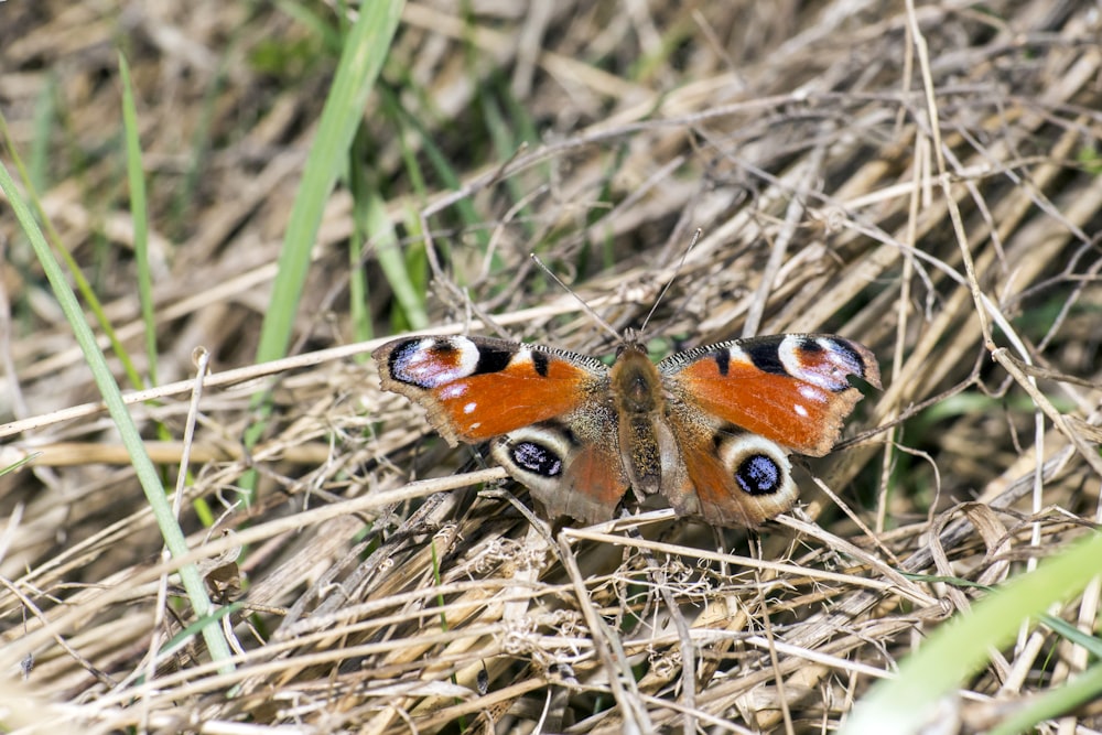 a close up of a butterfly on the ground