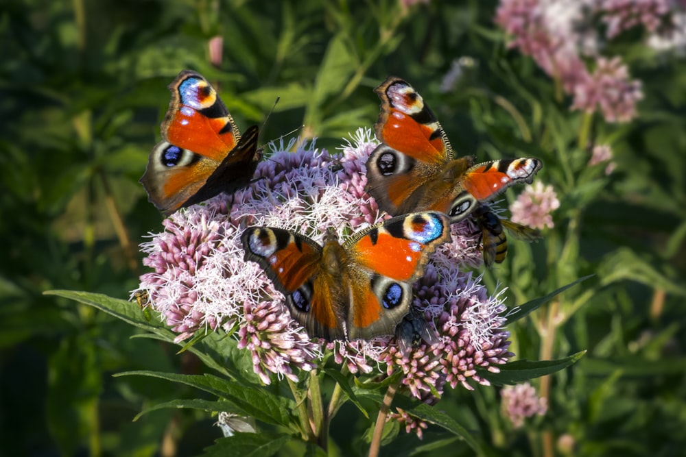 a group of butterflies sitting on top of a purple flower