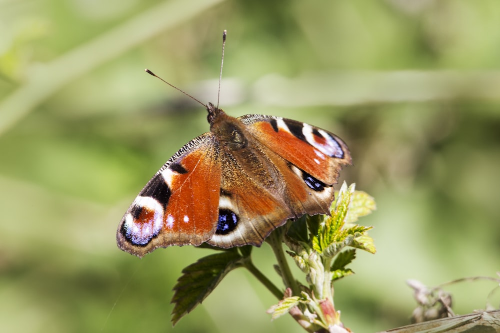 Mariposa marrón, blanca y negra posada en una planta verde durante el día