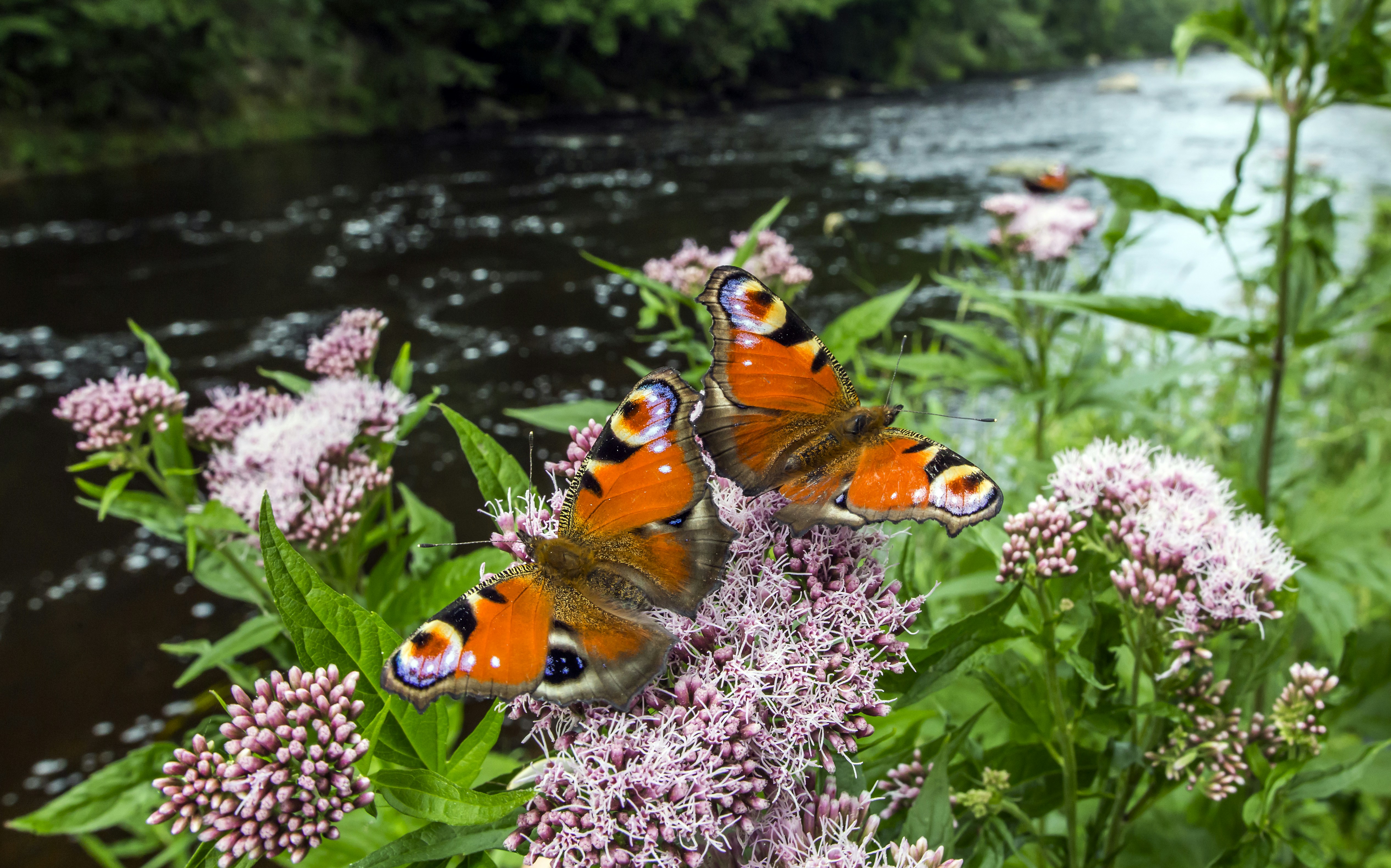 A group of butterflies sitting on top of a purple flower photo – Free ...