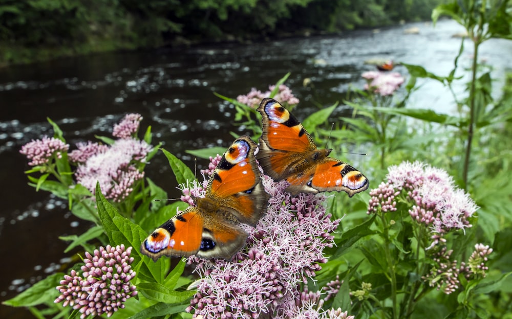 a group of butterflies sitting on top of a purple flower