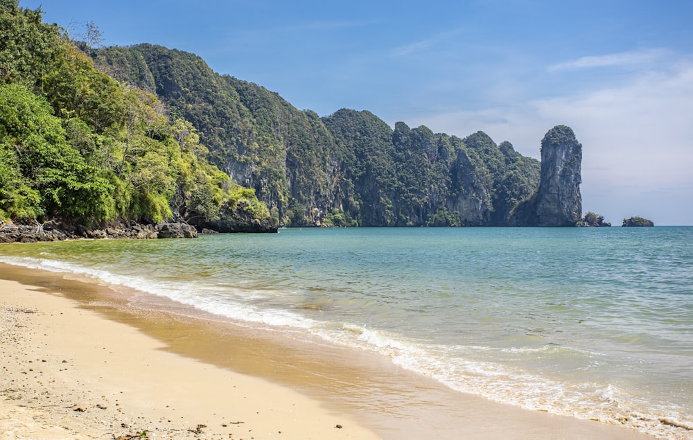 green trees on brown sand beach during daytime