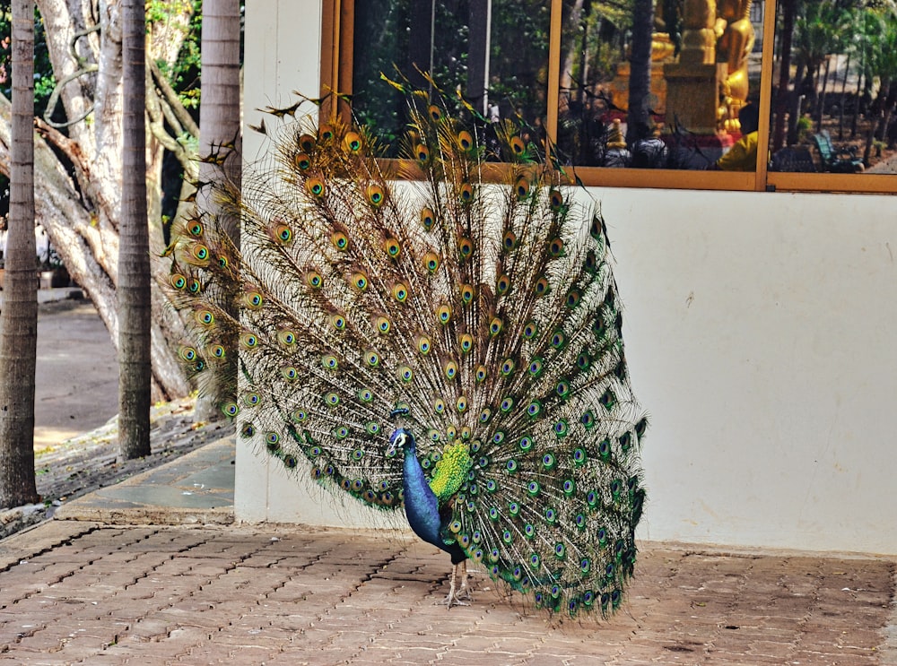 blue peacock on gray concrete pavement