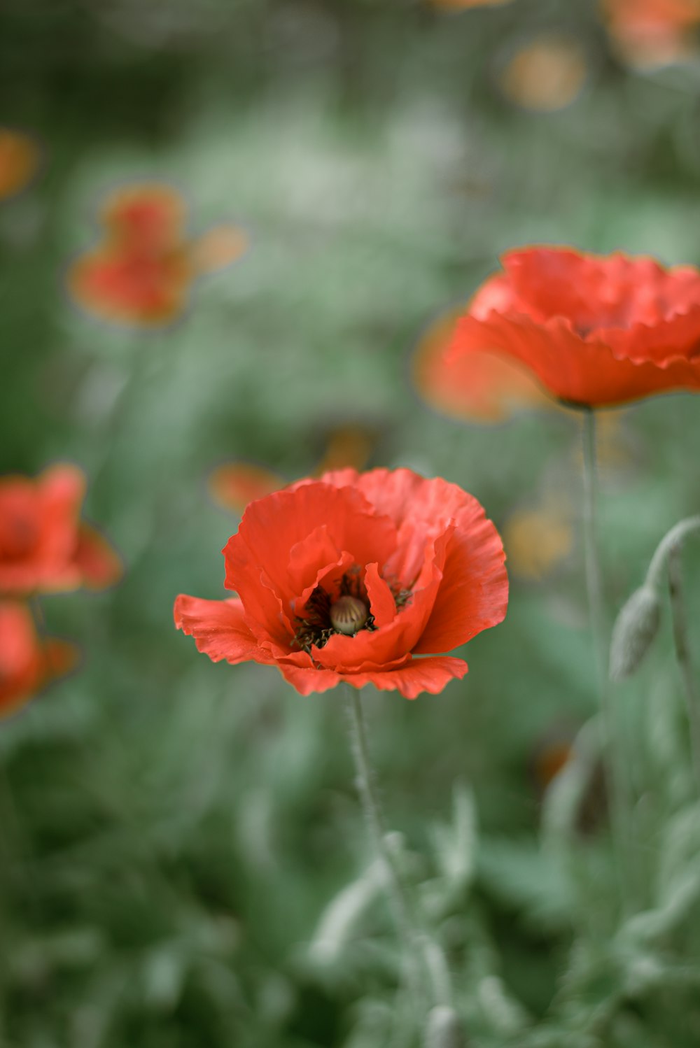 red flower in tilt shift lens