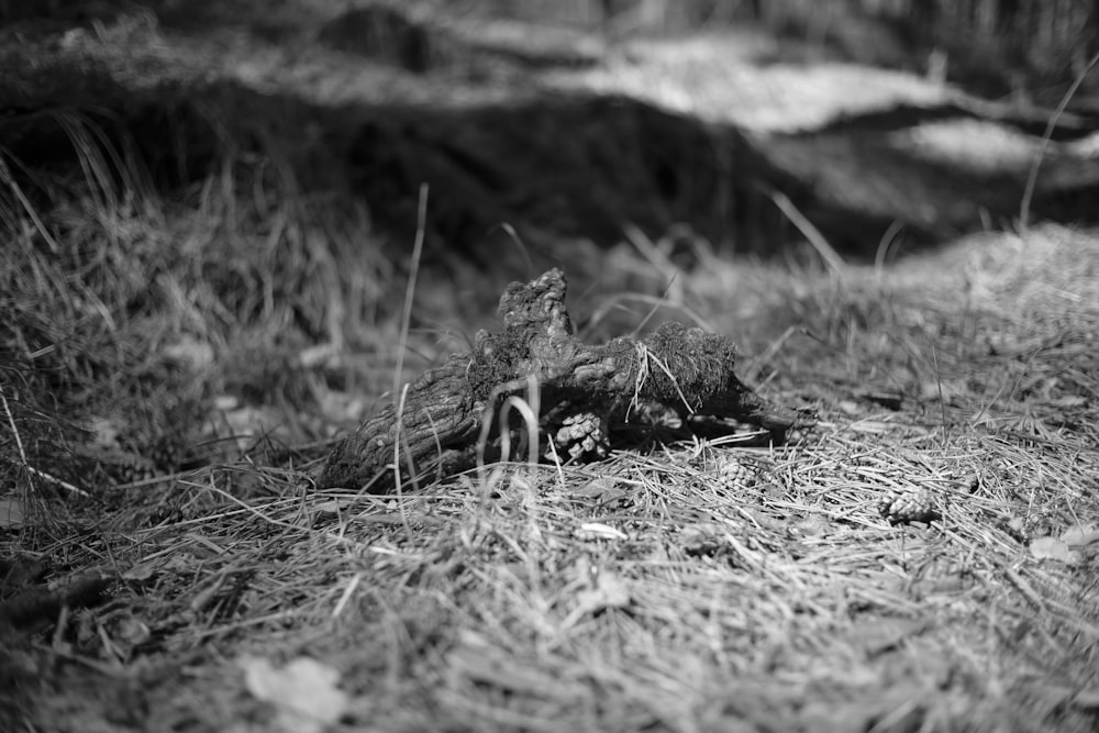 grayscale photo of dried grass