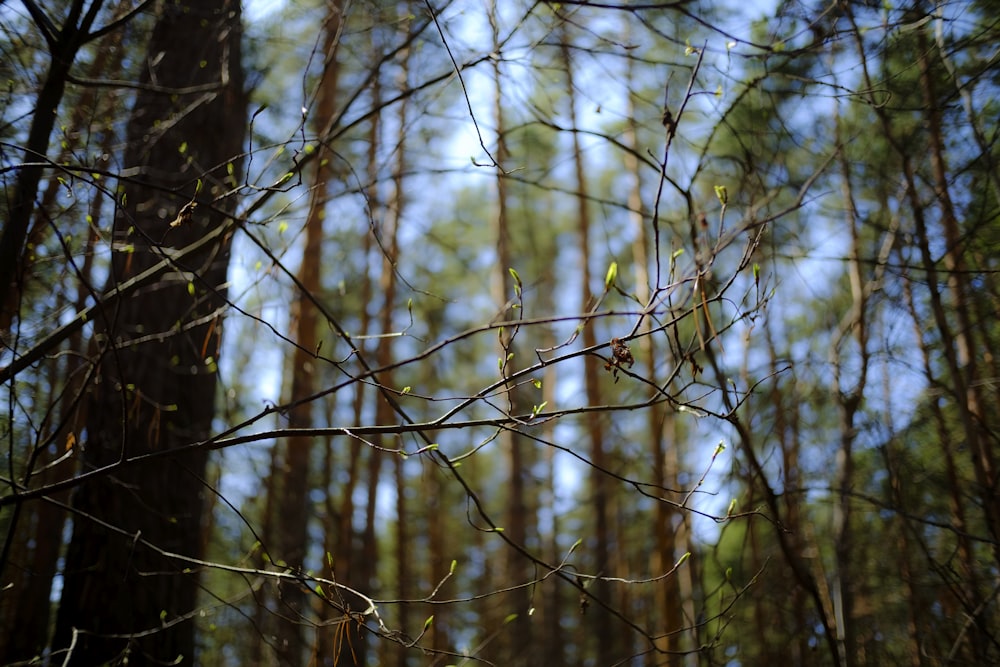 brown tree branches during daytime