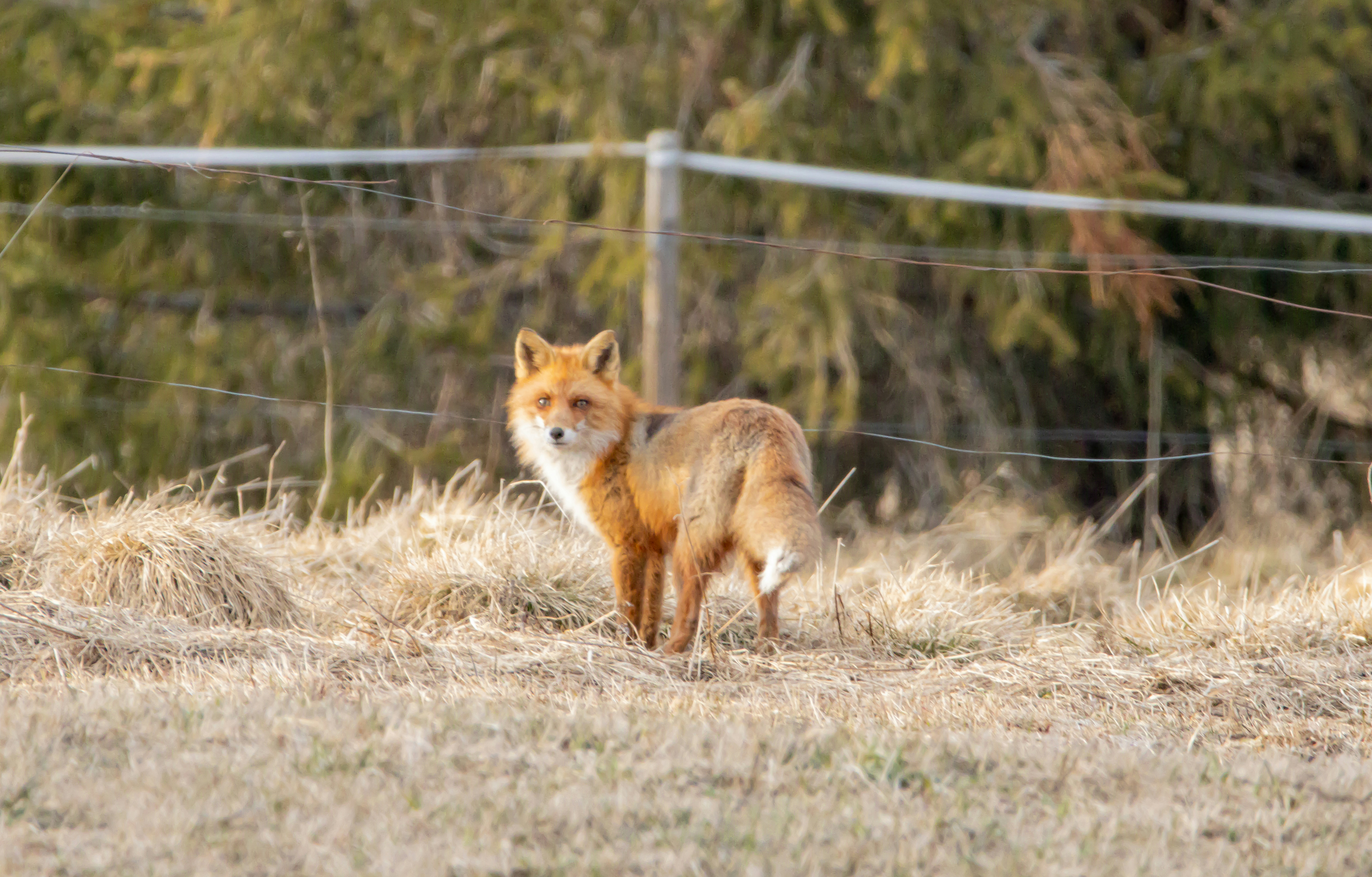 Photo by lassenystedtfoto