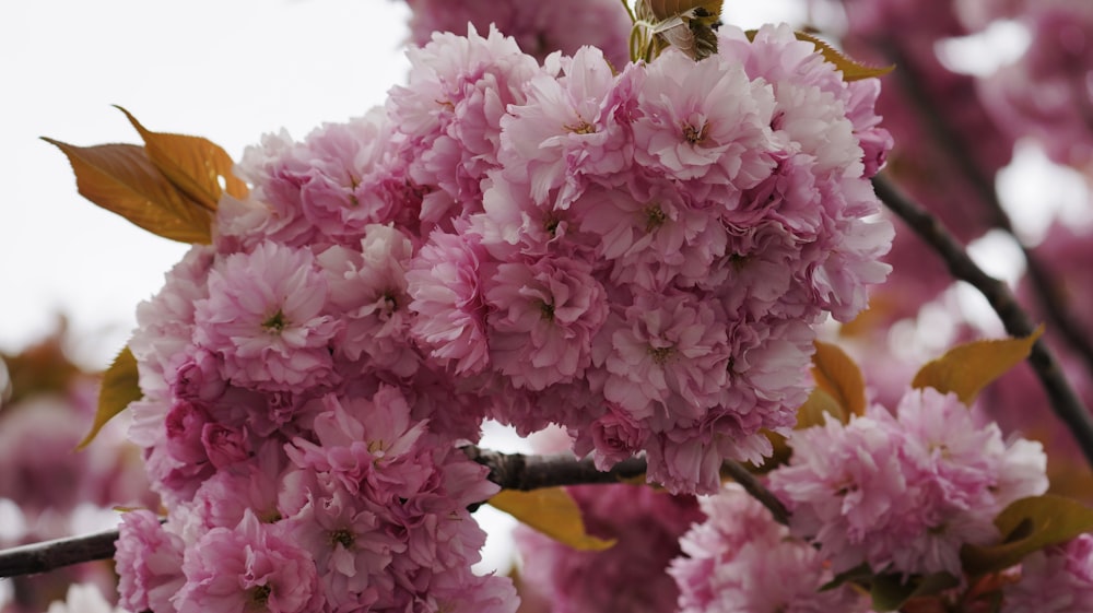 pink and white flower in macro shot