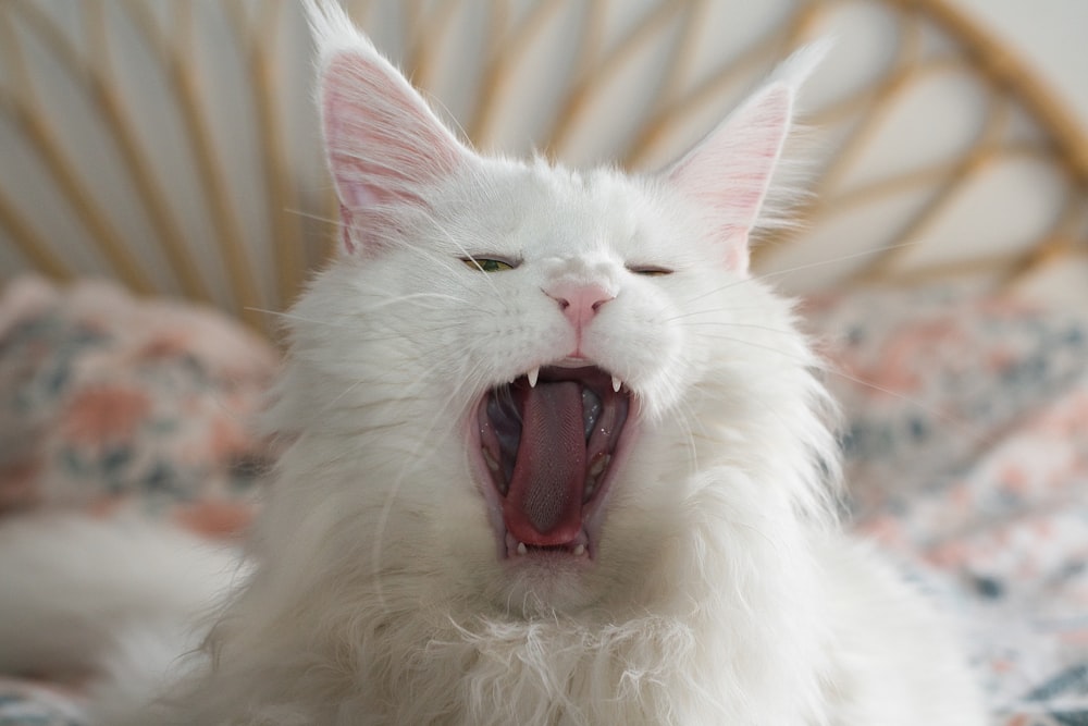 white long fur cat with mouth open