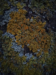 A close-up view of tree bark covered in patches of colorful lichen. The lichen appears to have a vibrant yellow and orange hue mixed with grayish-green tones, showcasing intricate patterns and textures against the dark bark background.