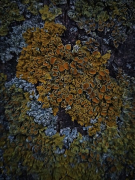 A close-up view of tree bark covered in patches of colorful lichen. The lichen appears to have a vibrant yellow and orange hue mixed with grayish-green tones, showcasing intricate patterns and textures against the dark bark background.