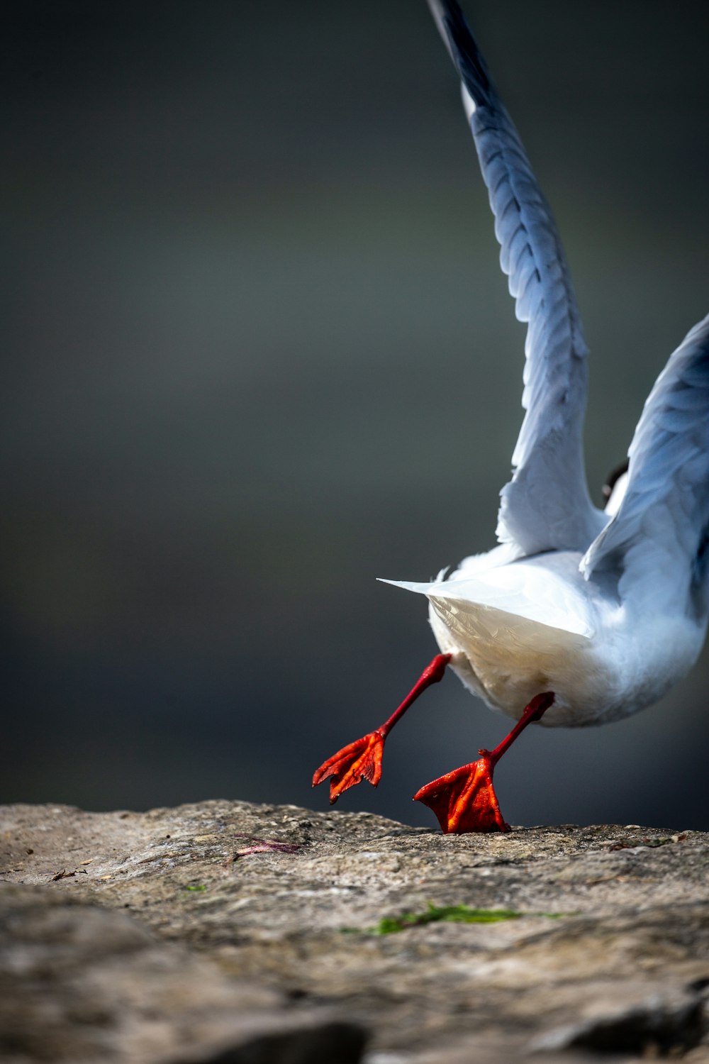 white swan on brown soil