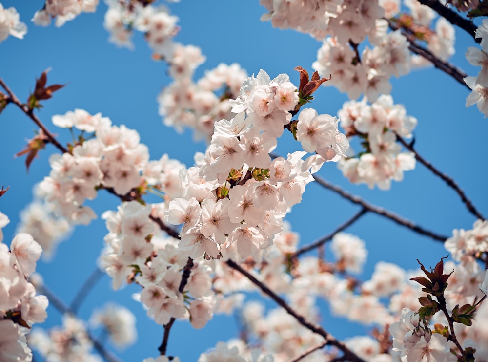 white cherry blossom in bloom during daytime