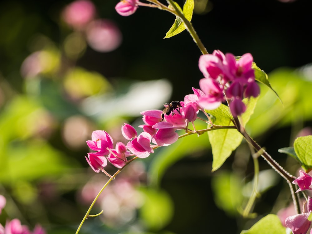 pink flowers in tilt shift lens