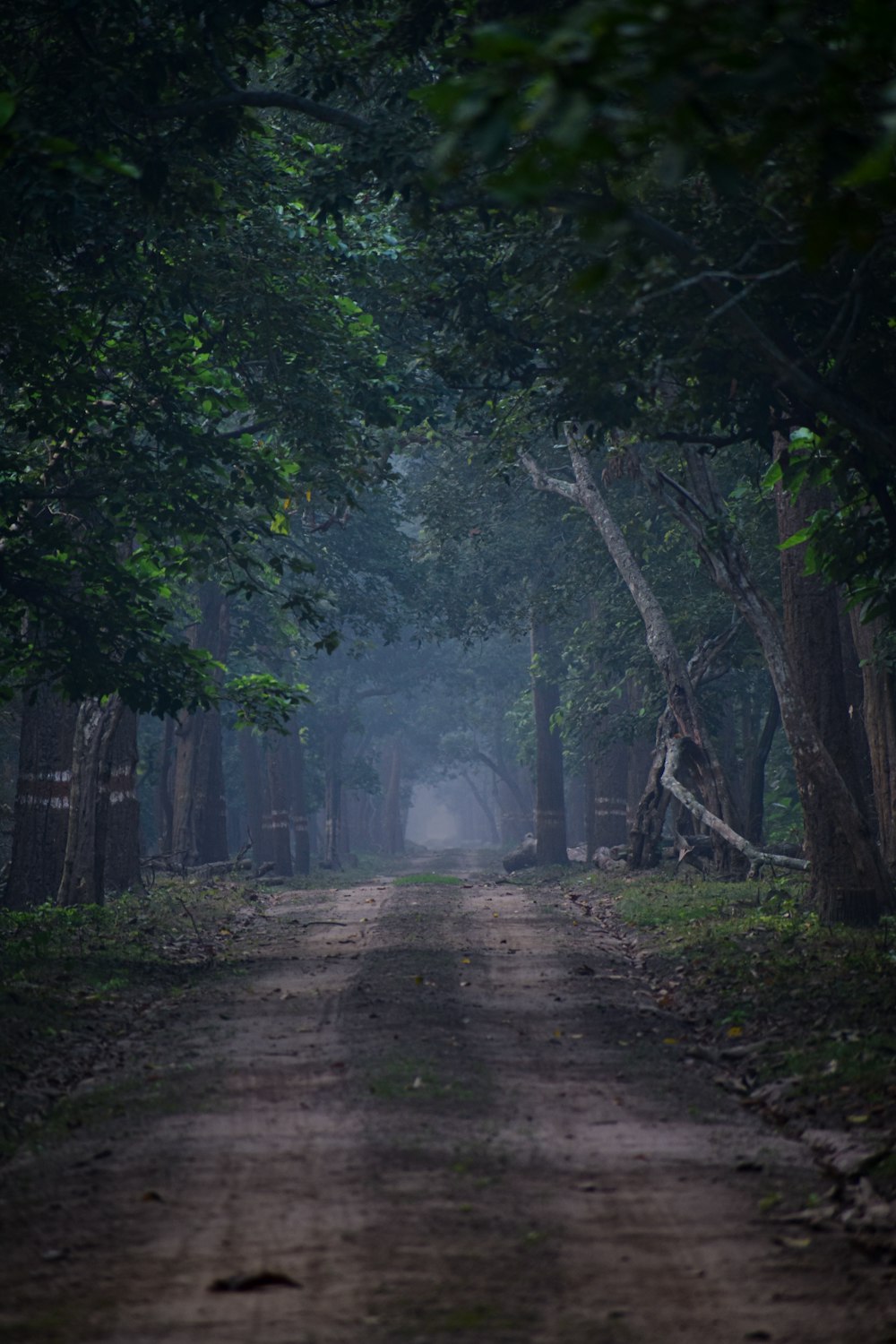 pathway in the middle of forest