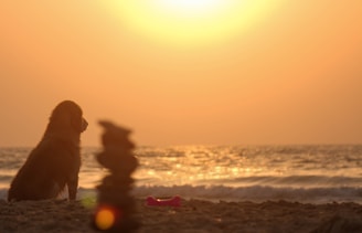 golden retriever sitting on beach shore during sunset