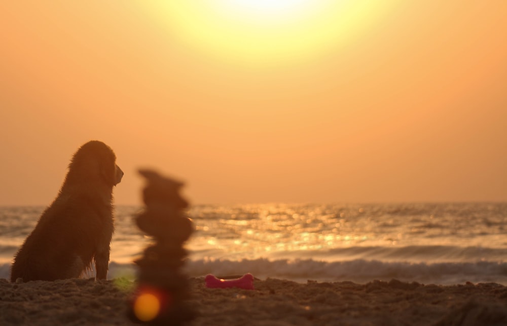 golden retriever sitting on beach shore during sunset
