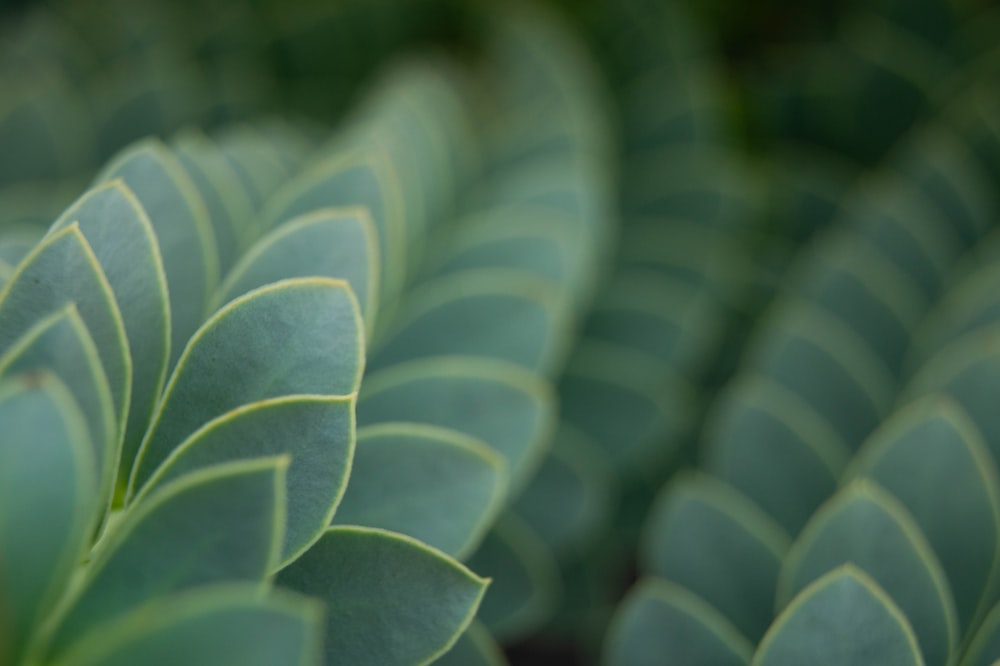 green and white plant leaves