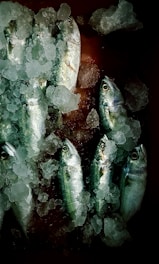 silver fish on ice on red surface