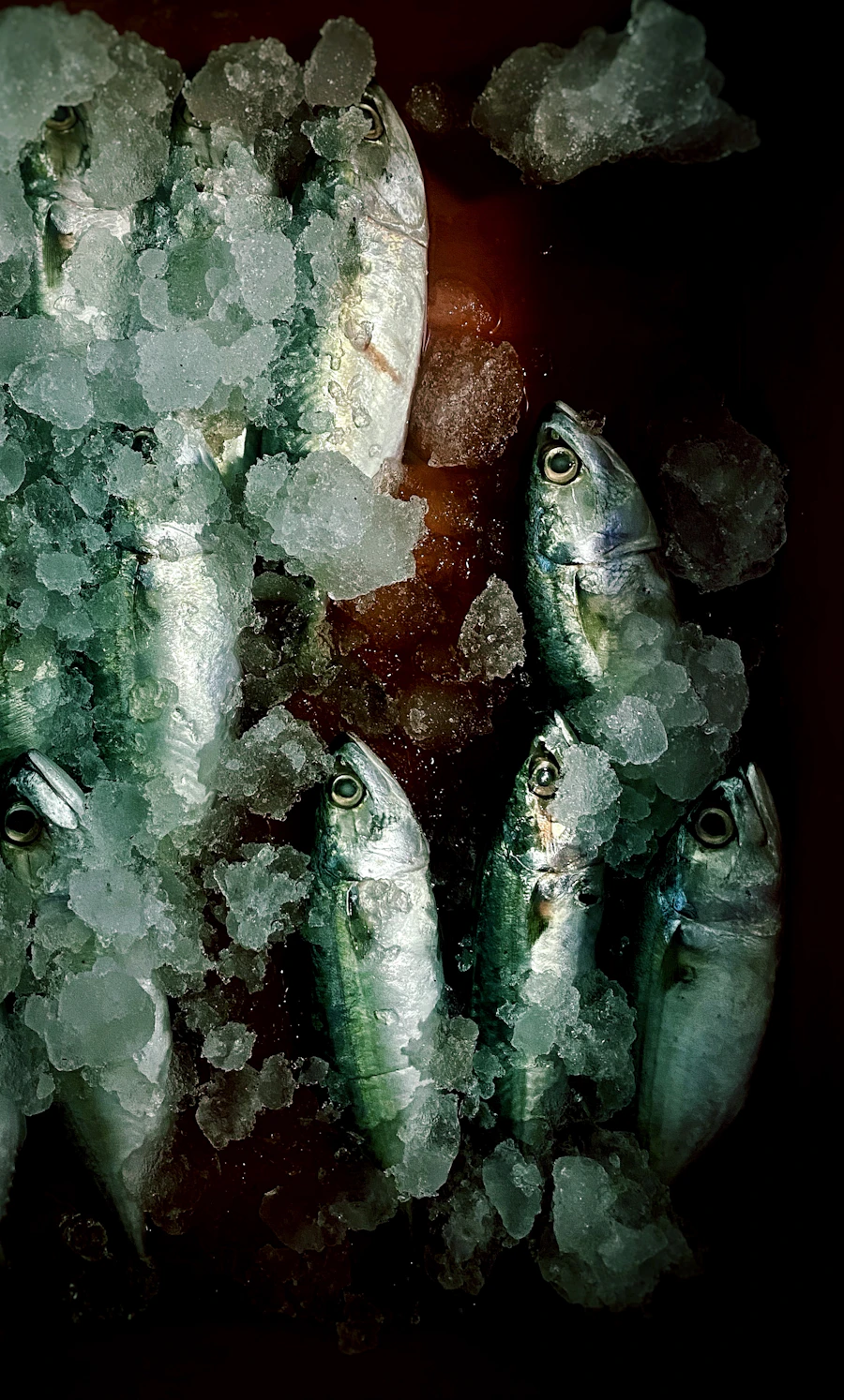 Mackerel