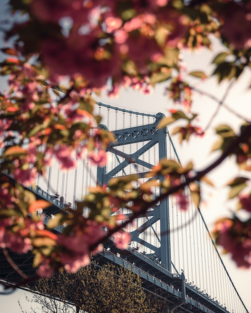 rote und gelbe Blätter am Baum