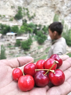 A hand holding a bunch of shiny, ripe red cherries. In the background, there is a blurred view of a young child, standing in a natural setting with greenery and rocky surfaces.