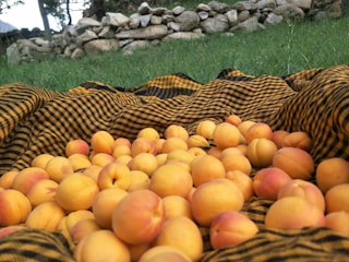 Participants engaged in a peach farming workshop.