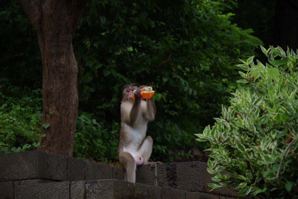 brown monkey holding orange fruit sitting on concrete wall during daytime