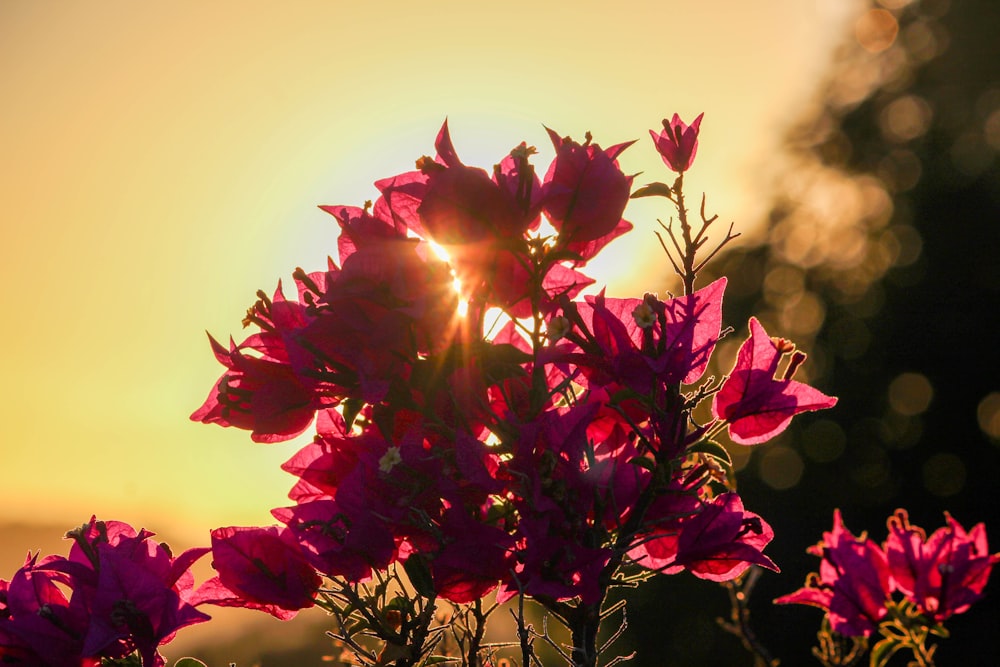 pink flowers with green leaves