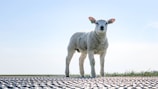 A young lamb stands on a metal grid platform with a clear blue sky as the background. The landscape is flat with a strip of green grass visible at the horizon. The lamb has light wool and an ear tag.