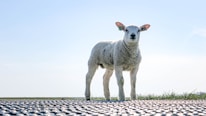 A young lamb stands on a metal grid platform with a clear blue sky as the background. The landscape is flat with a strip of green grass visible at the horizon. The lamb has light wool and an ear tag.