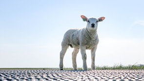 A young lamb stands on a metal grid platform with a clear blue sky as the background. The landscape is flat with a strip of green grass visible at the horizon. The lamb has light wool and an ear tag.