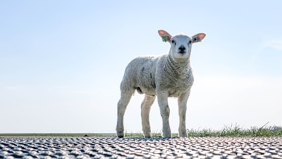 A young lamb stands on a metal grid platform with a clear blue sky as the background. The landscape is flat with a strip of green grass visible at the horizon. The lamb has light wool and an ear tag.