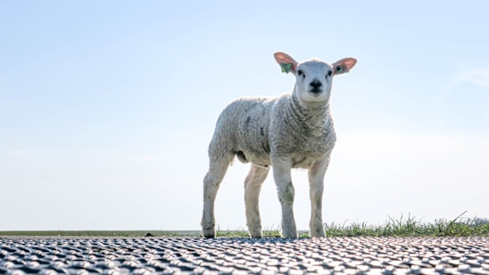 A young lamb stands on a metal grid platform with a clear blue sky as the background. The landscape is flat with a strip of green grass visible at the horizon. The lamb has light wool and an ear tag.