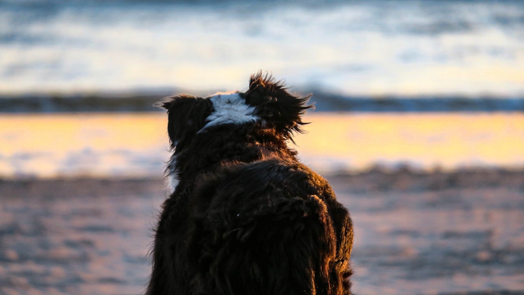 black and white border collie