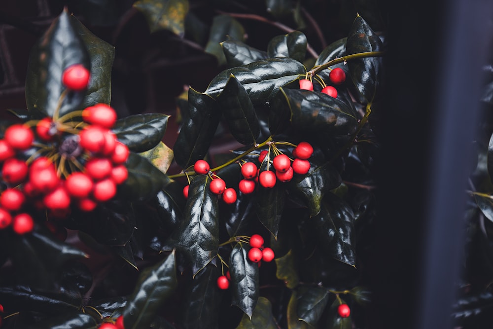 red round fruits on green leaves