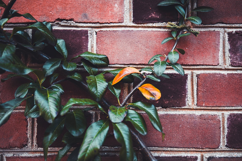 green leaves beside red brick wall