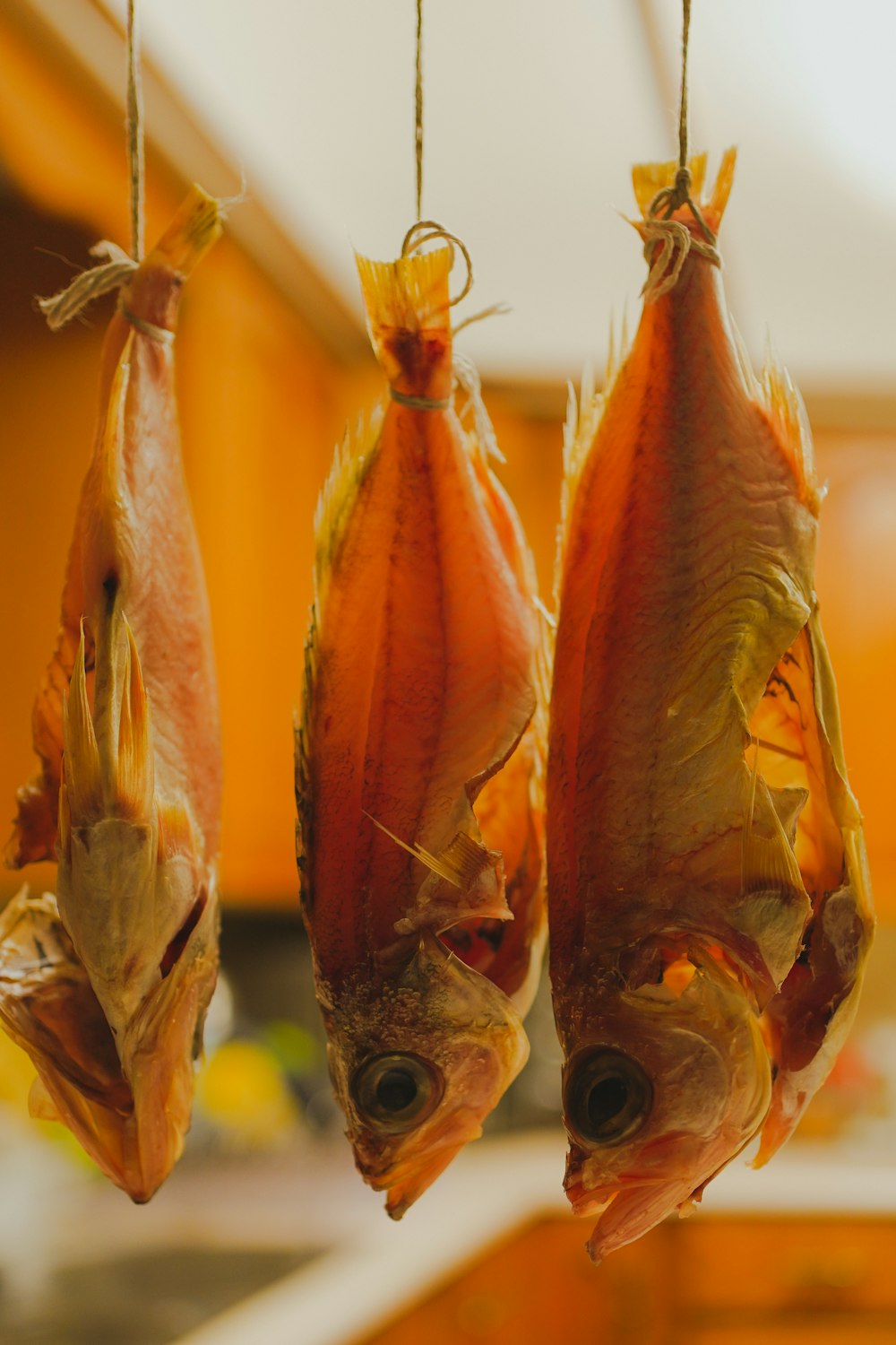 brown and white fishes in tilt shift lens