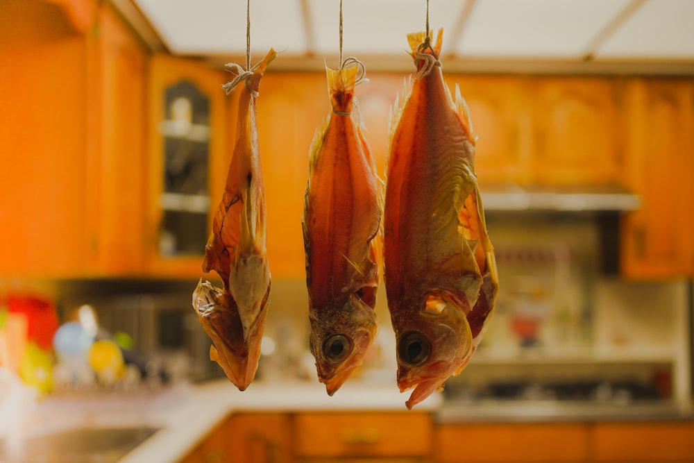 brown and white fishes on brown wooden shelf