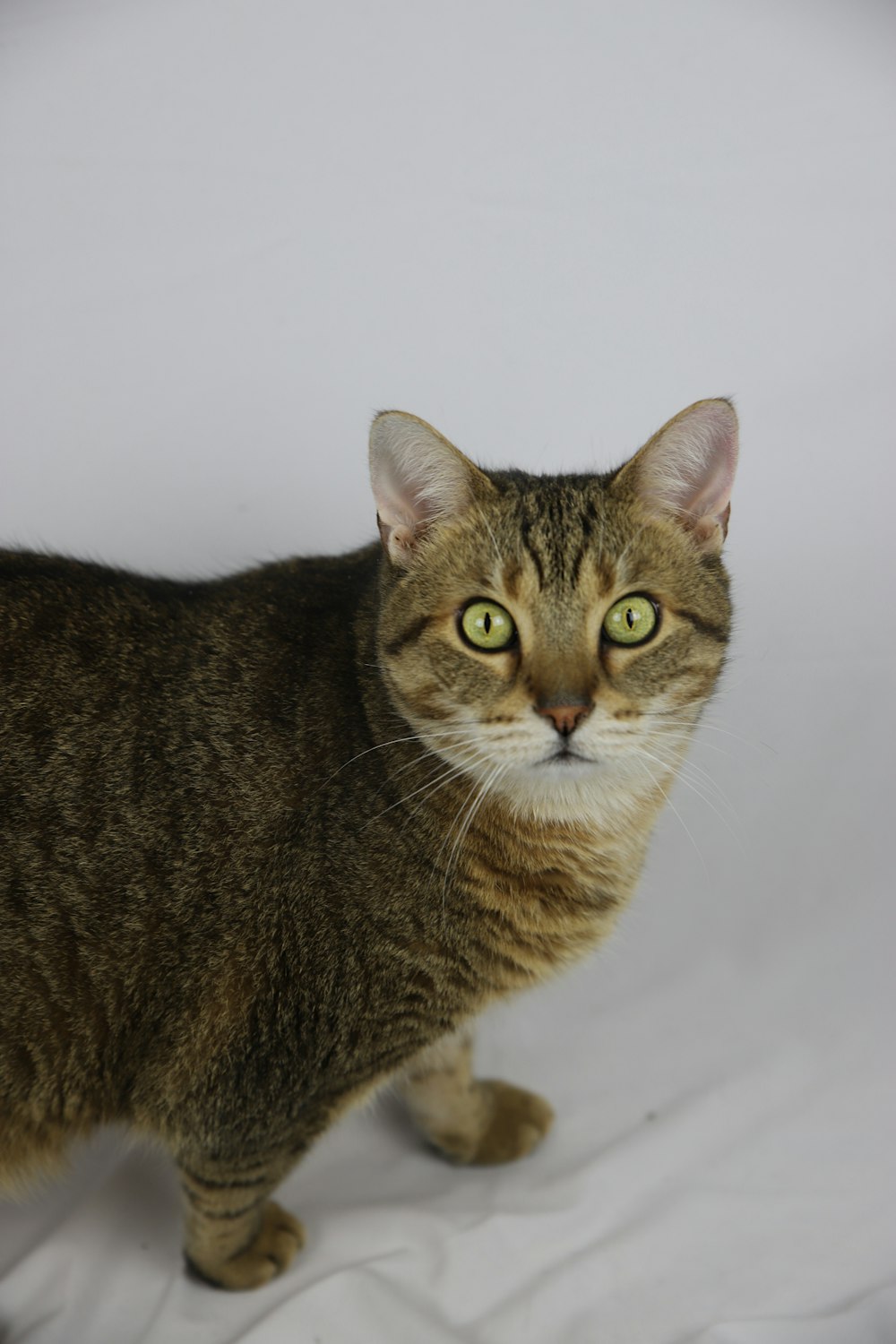 brown tabby cat on white textile