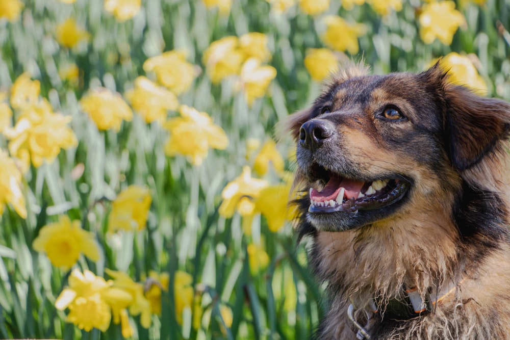 Perro de pelo largo marrón y negro en un campo de hierba verde durante el día