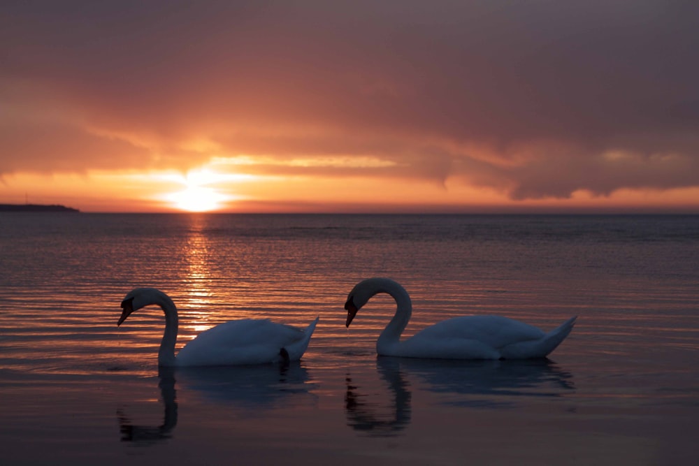 cisne en el agua durante la puesta de sol