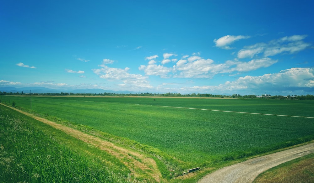 green grass field under blue sky during daytime