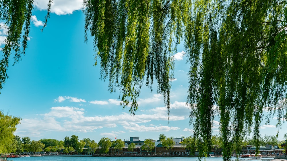 green trees near body of water under blue sky during daytime