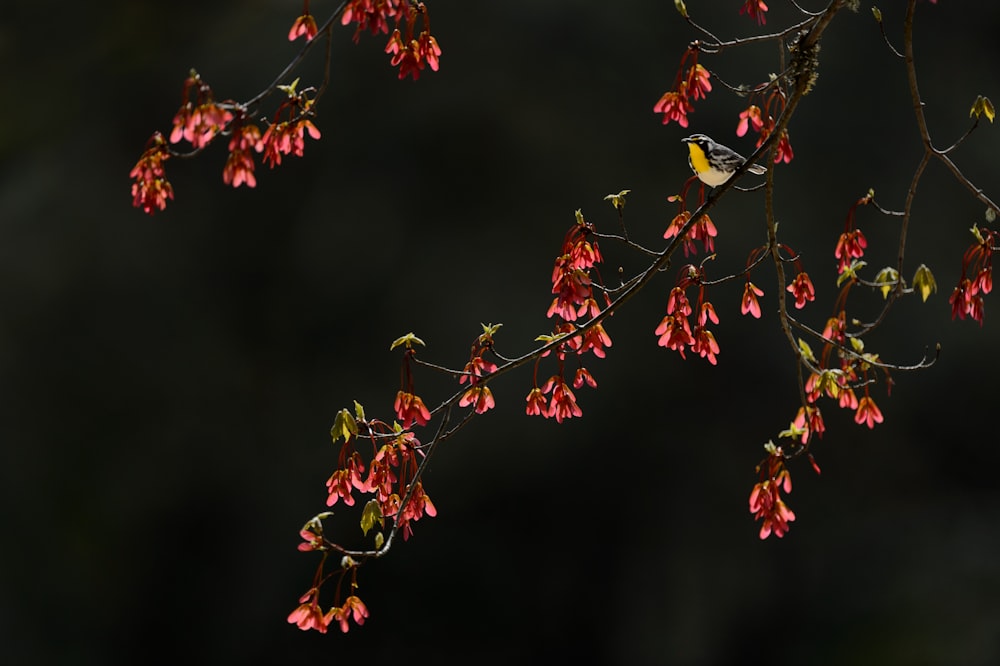 red and green leaves in tilt shift lens