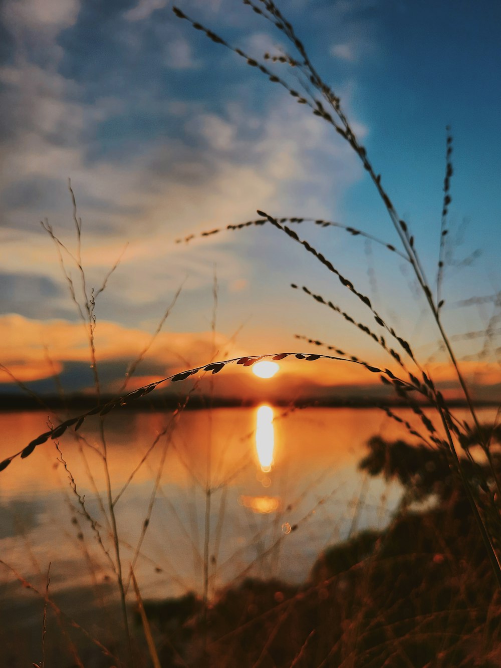 silhouette of grass during sunset