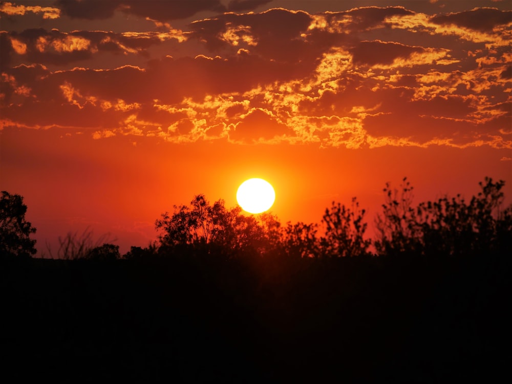 silhouette of trees during sunset