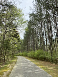 A peaceful campground path winding through dense pines with sunlight filtering through.
