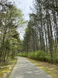 A peaceful forest trail winding through tall pine trees under a clear blue sky.