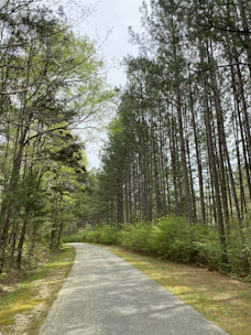 A peaceful campground path winding through dense pines with sunlight filtering through.